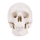 EDUCATIONAL ITEM-SCULL SMALL-407-8