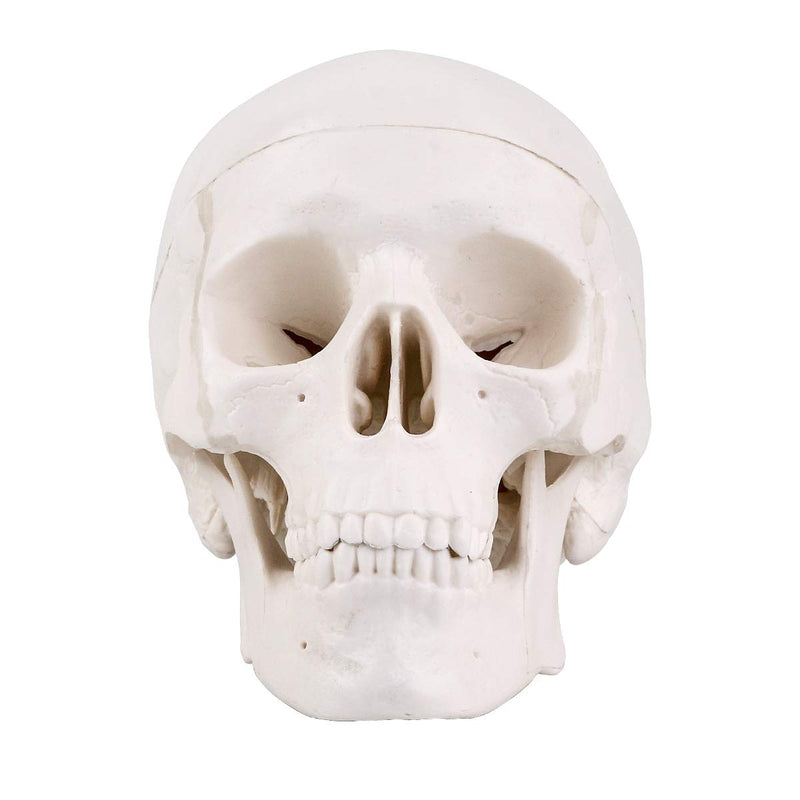 EDUCATIONAL ITEM-SCULL SMALL-407-8