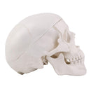 EDUCATIONAL ITEM-SCULL SMALL-407-8