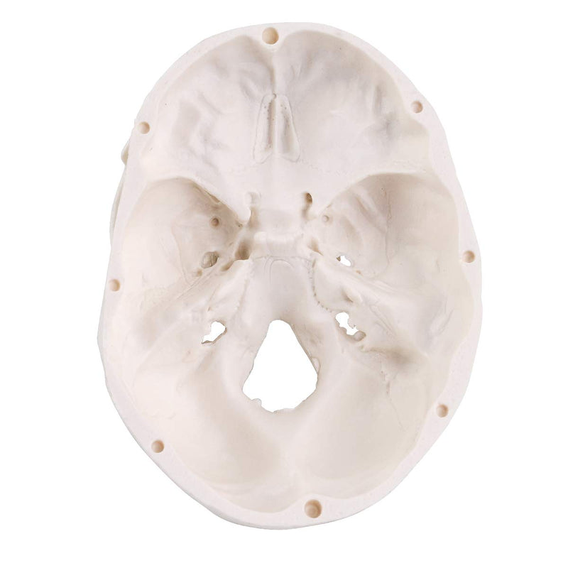 EDUCATIONAL ITEM-SCULL SMALL-407-8