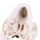 EDUCATIONAL ITEM-SCULL SMALL-407-8