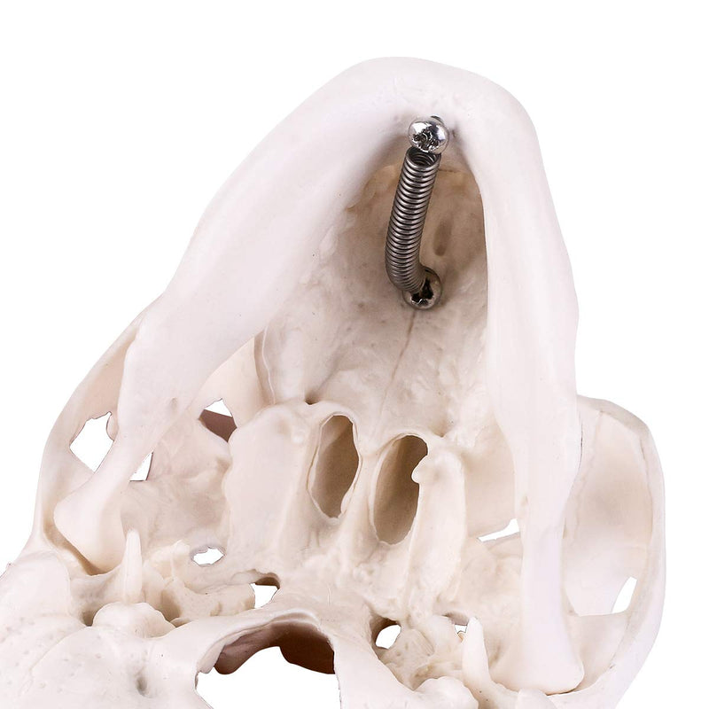 EDUCATIONAL ITEM-SCULL SMALL-407-8