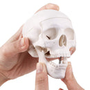 EDUCATIONAL ITEM-SCULL SMALL-407-8