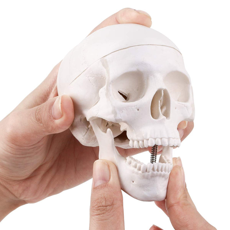EDUCATIONAL ITEM-SCULL SMALL-407-8