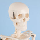 EDUCATIONAL ITEM-SKELETON-407-7