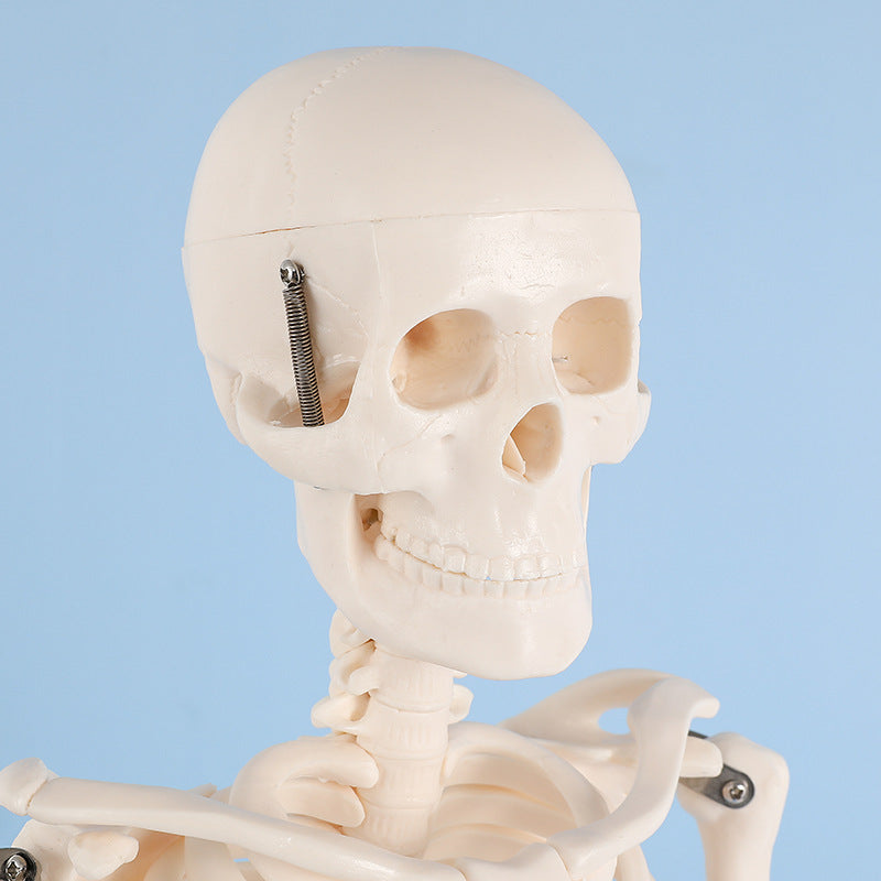 EDUCATIONAL ITEM-SKELETON-407-7