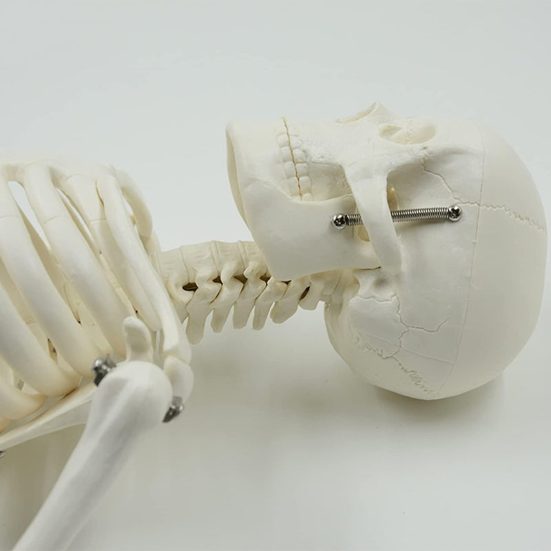 EDUCATIONAL ITEM-SKELETON-407-7