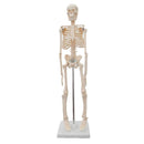 EDUCATIONAL ITEM-SKELETON-407-7
