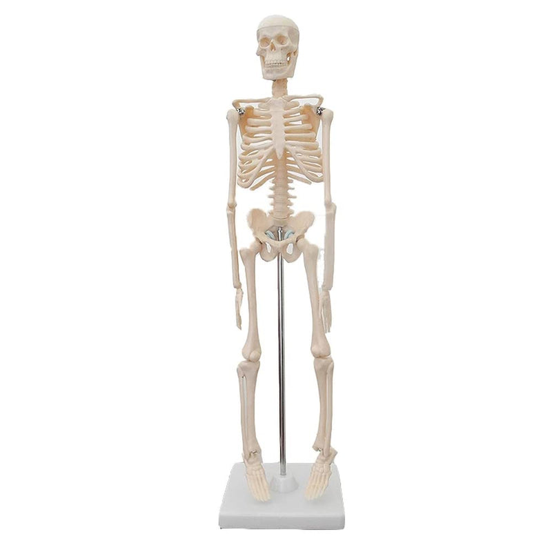 EDUCATIONAL ITEM-SKELETON-407-7