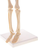 EDUCATIONAL ITEM-SKELETON-407-7