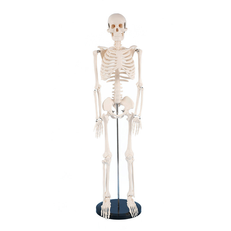 EDUCATIONAL ITEM-SKELETON-407-7