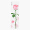 STICKY LEAF STANDING Rose-Pink-ALR-P02
